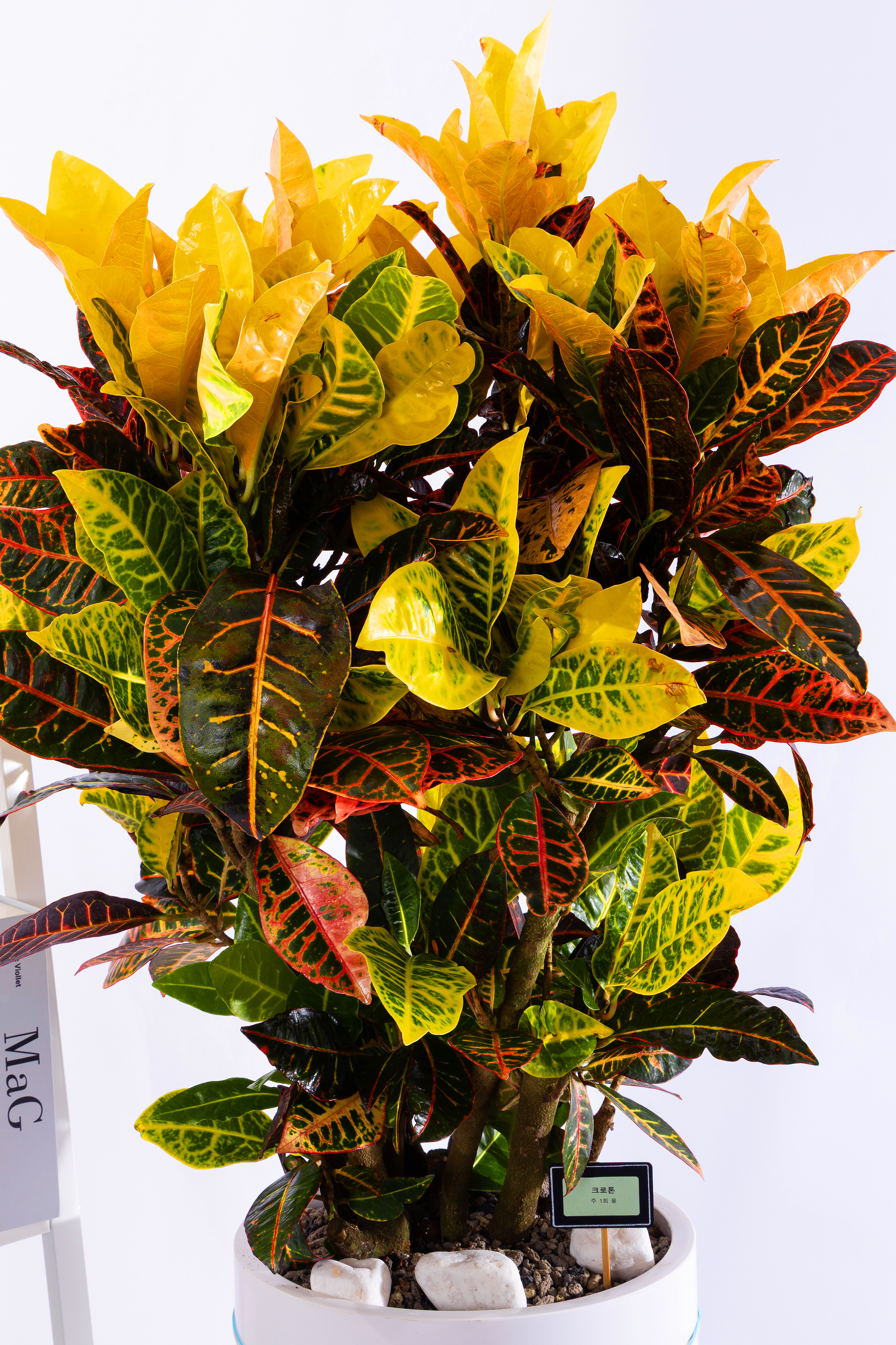 크로톤 스페셜그랜드 (SGD_원형)