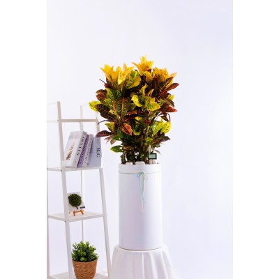 크로톤 스페셜그랜드 (SGD_원형)