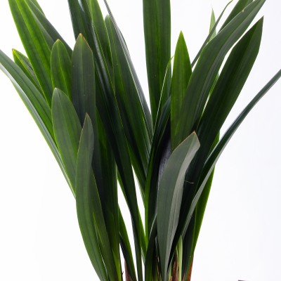 산천보세 일반형