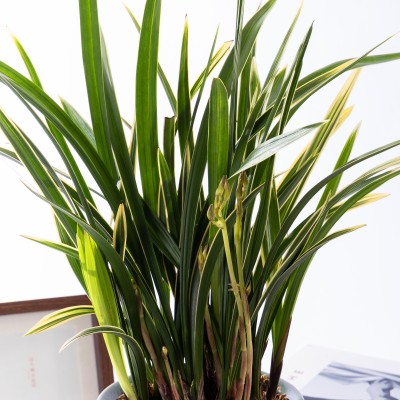 황룡관 청자투각