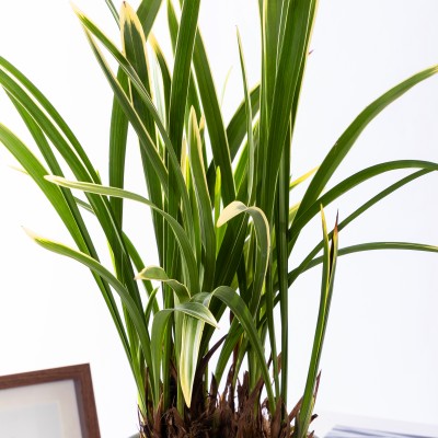 금기 청자투각분