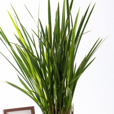 금침 청자투각분