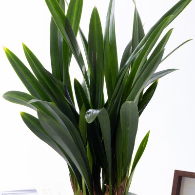 산천보세 청자투각분