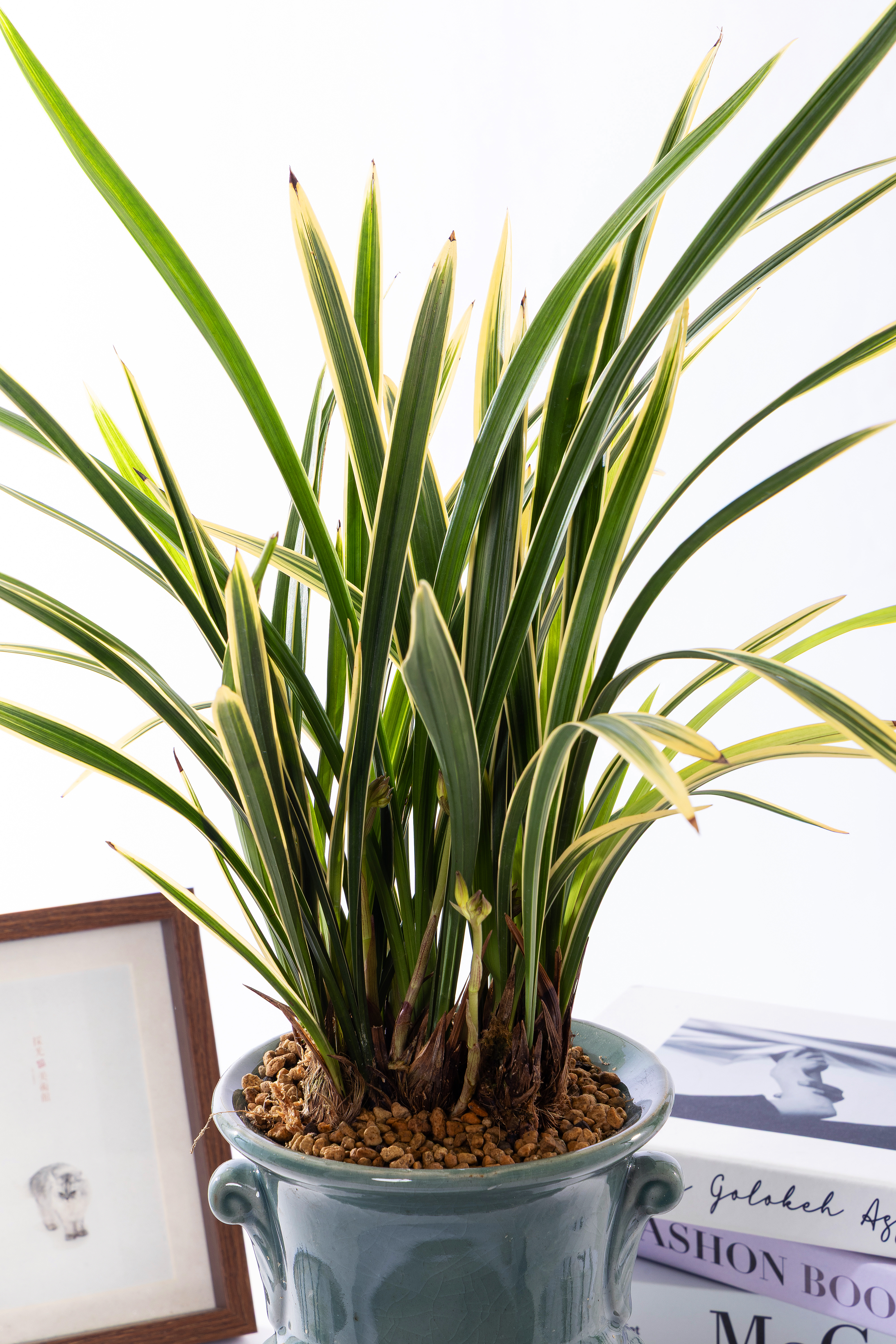 채홍 청자투각분