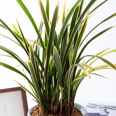 채홍 청자투각분