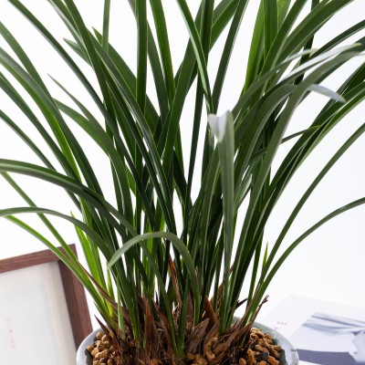 철골소심 청자투각분