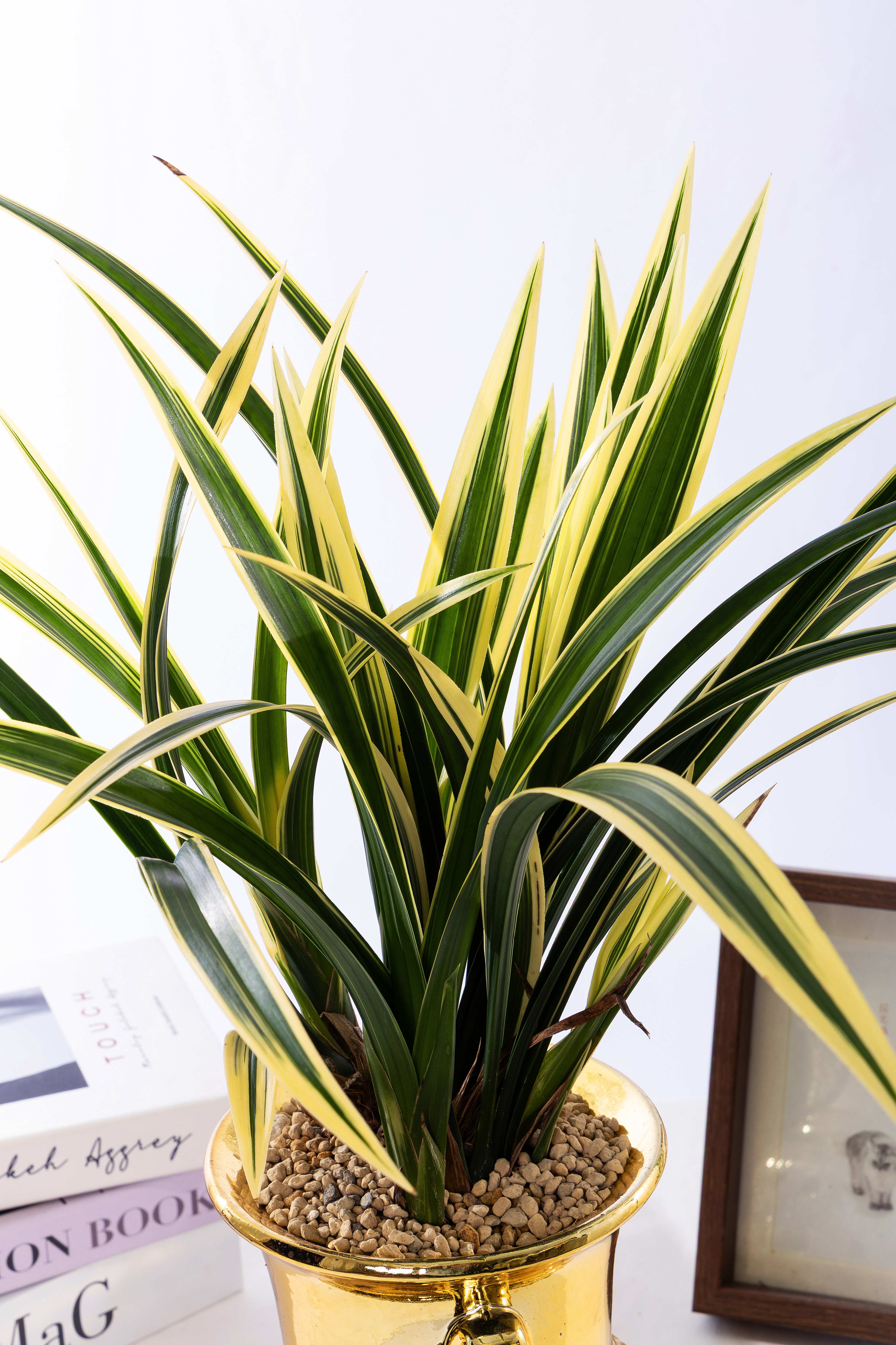 황금일향 금투각분