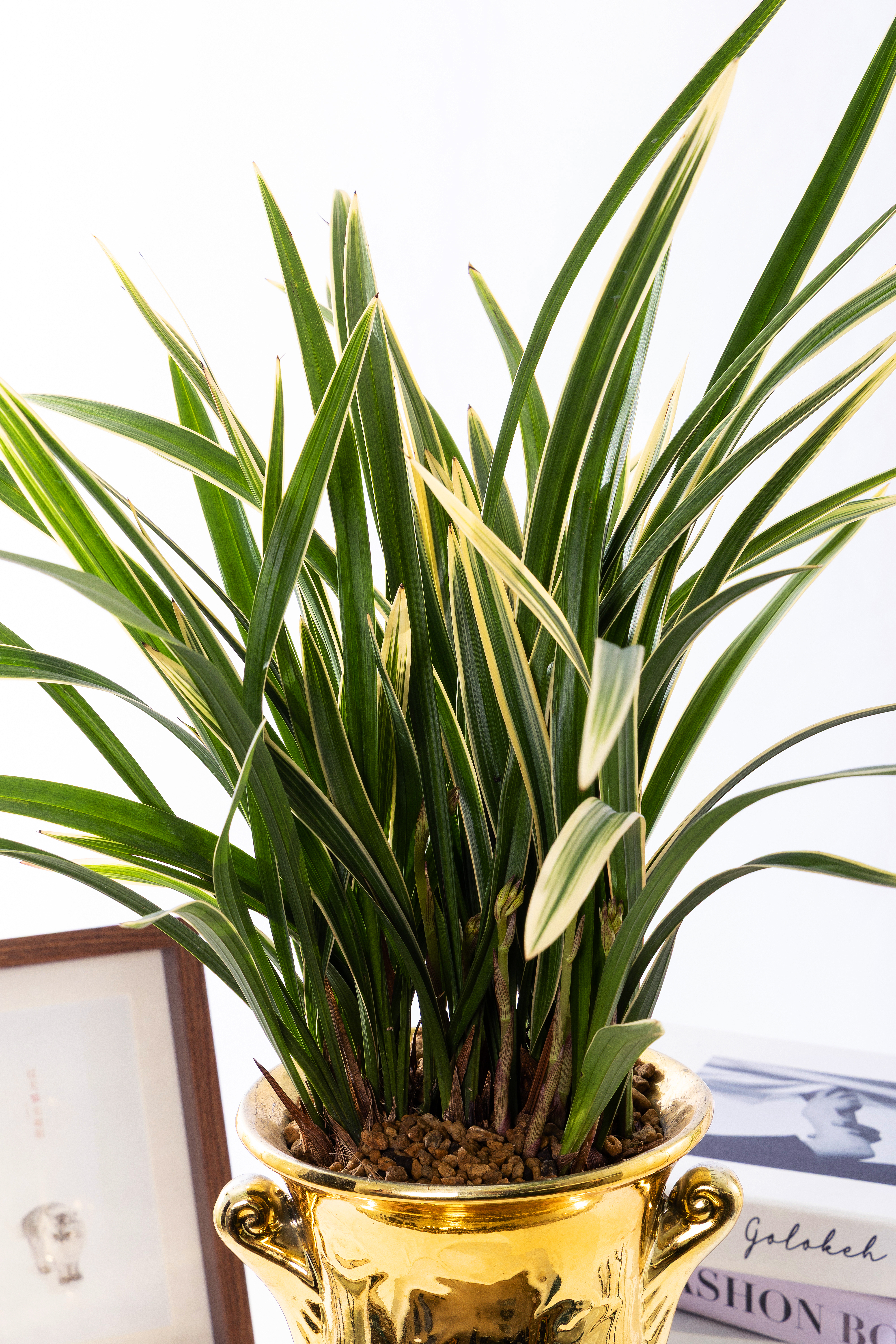 황룡관 금투각분