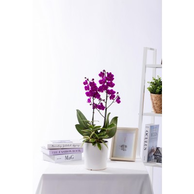 만천홍 테이블 (T_원형)