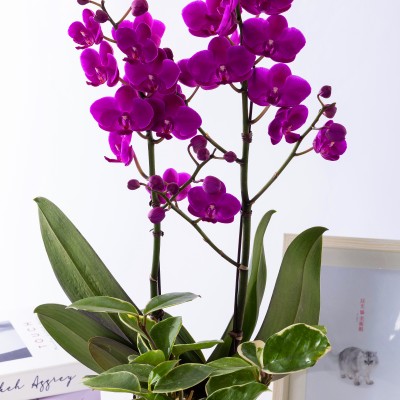 만천홍 테이블 (T_원형)