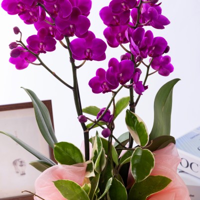 만천홍 테이블 보자기 No.1 (T_원형)