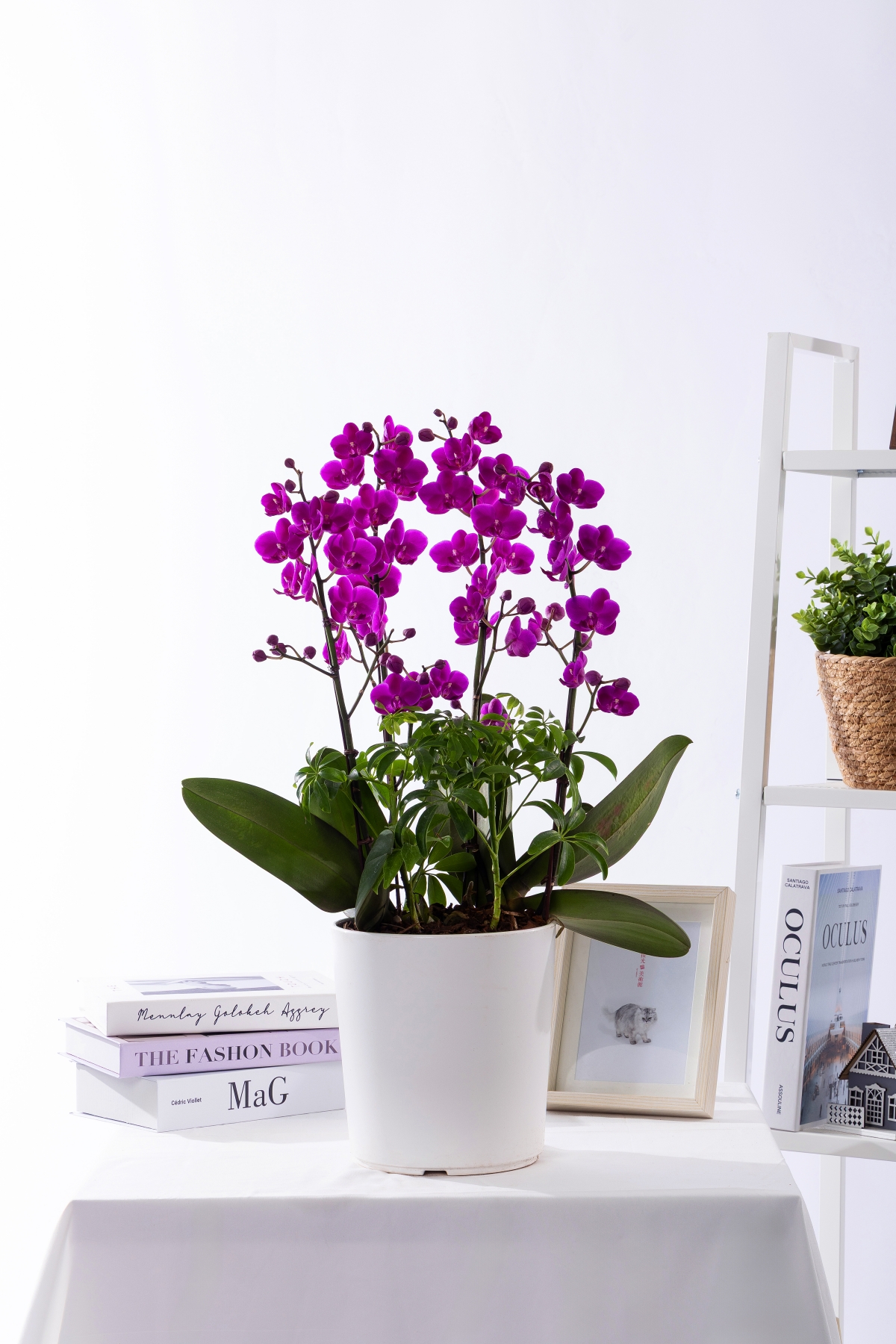 만천홍 스탠다드 No.1 (SD_원형)