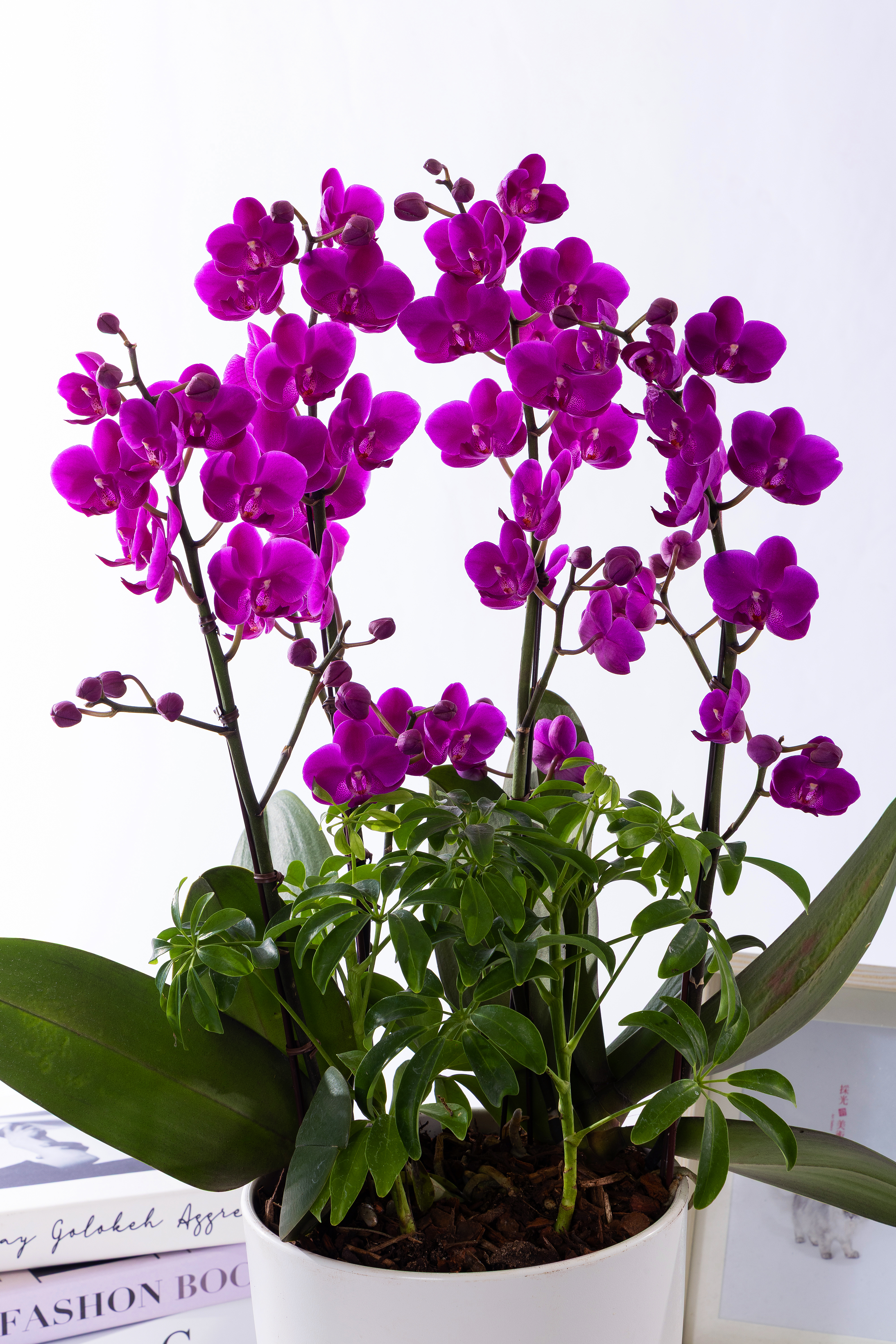 만천홍 스탠다드 No.1 (SD_원형)