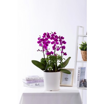 만천홍 스탠다드 No.1 (SD_원형)