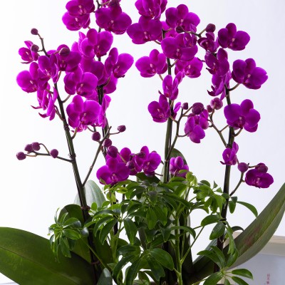 만천홍 스탠다드 No.1 (SD_원형)