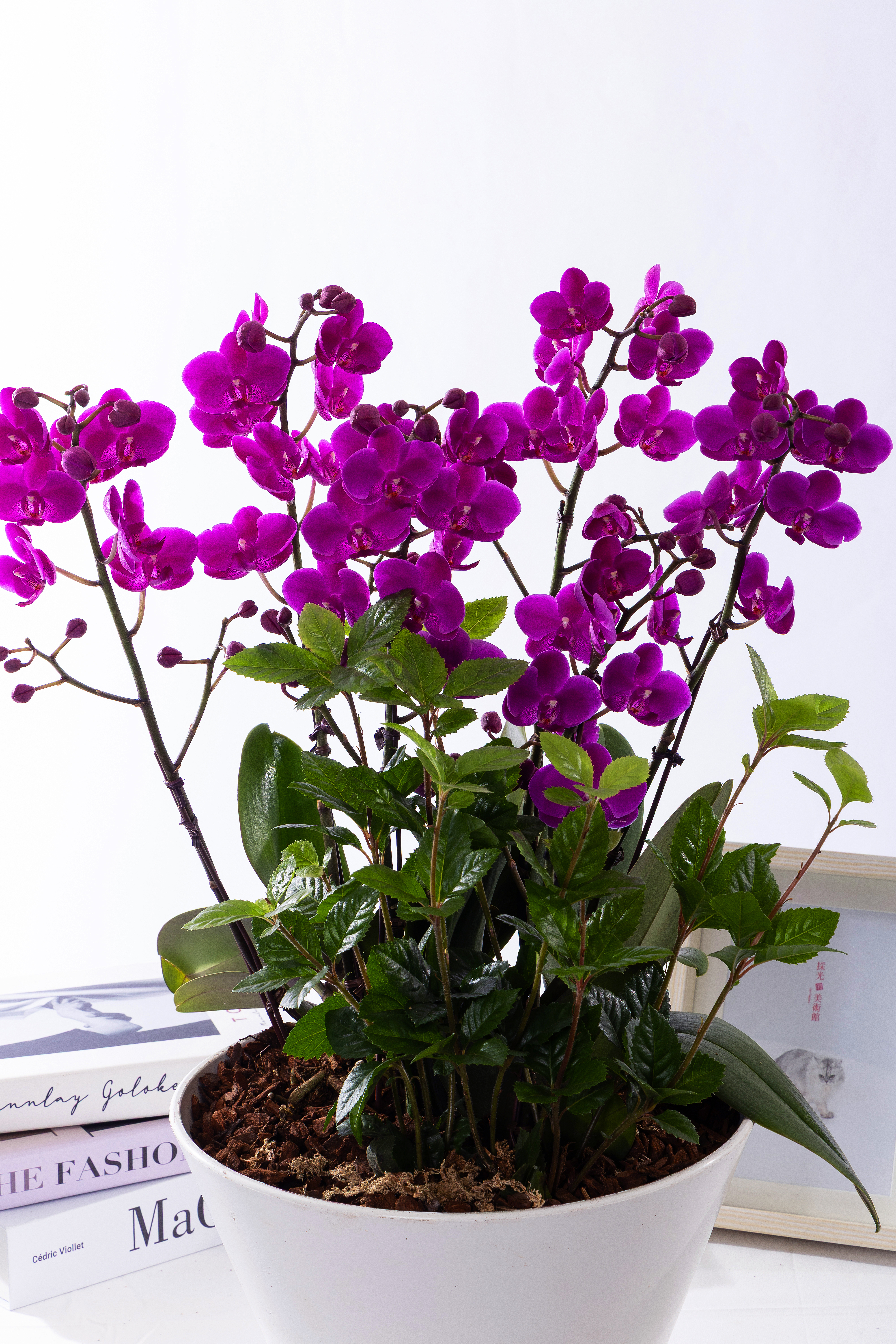 만천홍 그랜드 No.1 (GD_원형)