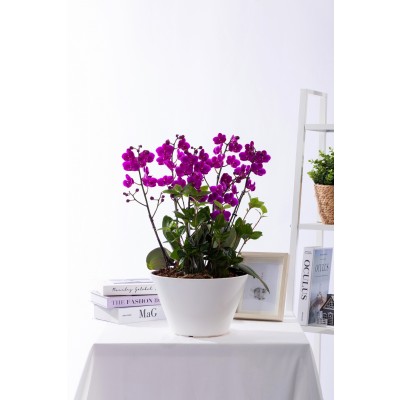 만천홍 그랜드 No.1 (GD_원형)