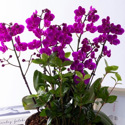 만천홍 그랜드 No.1 (GD_원형)