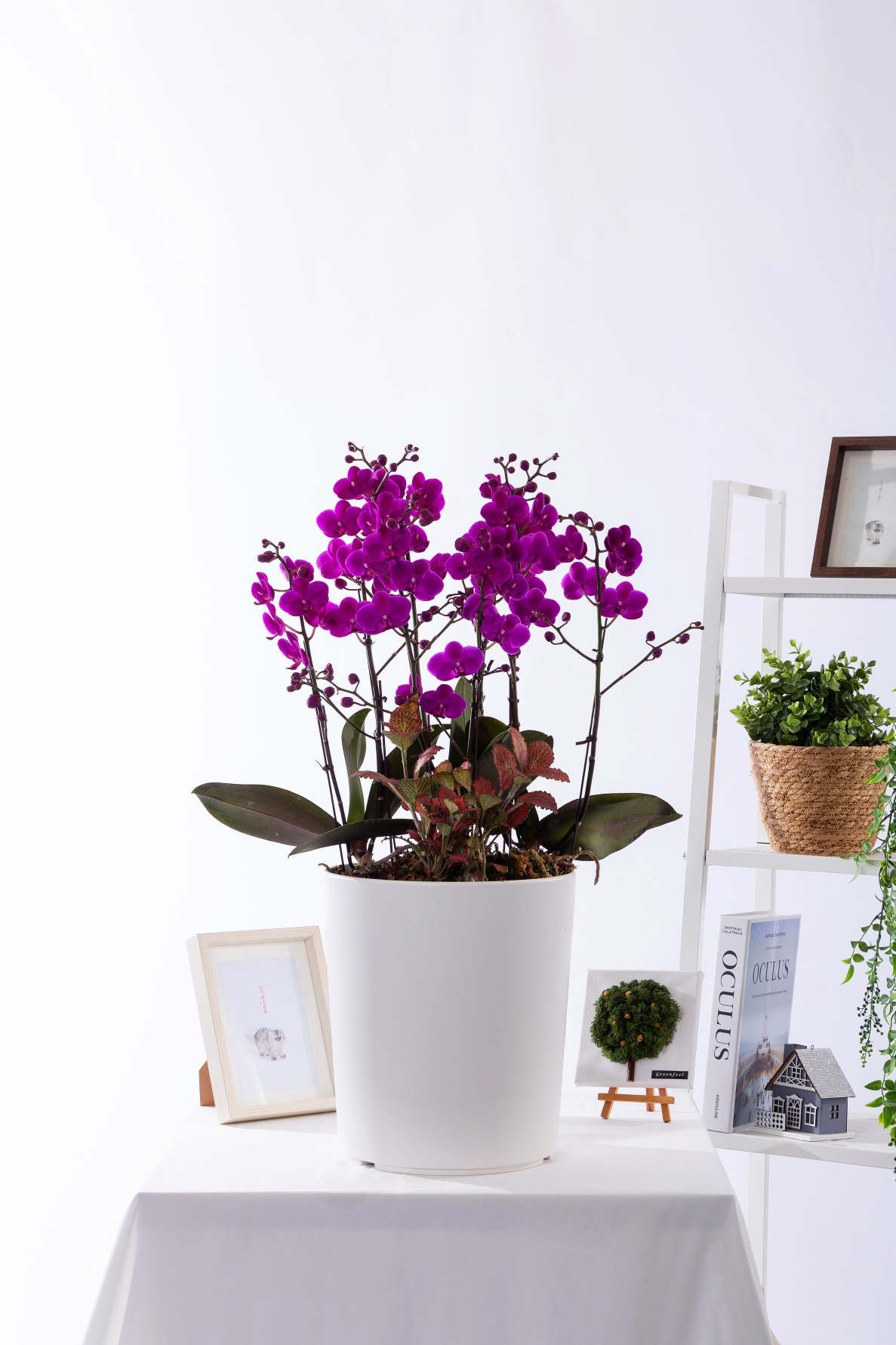 만천홍 그랜드 No.2 (GD_원형)