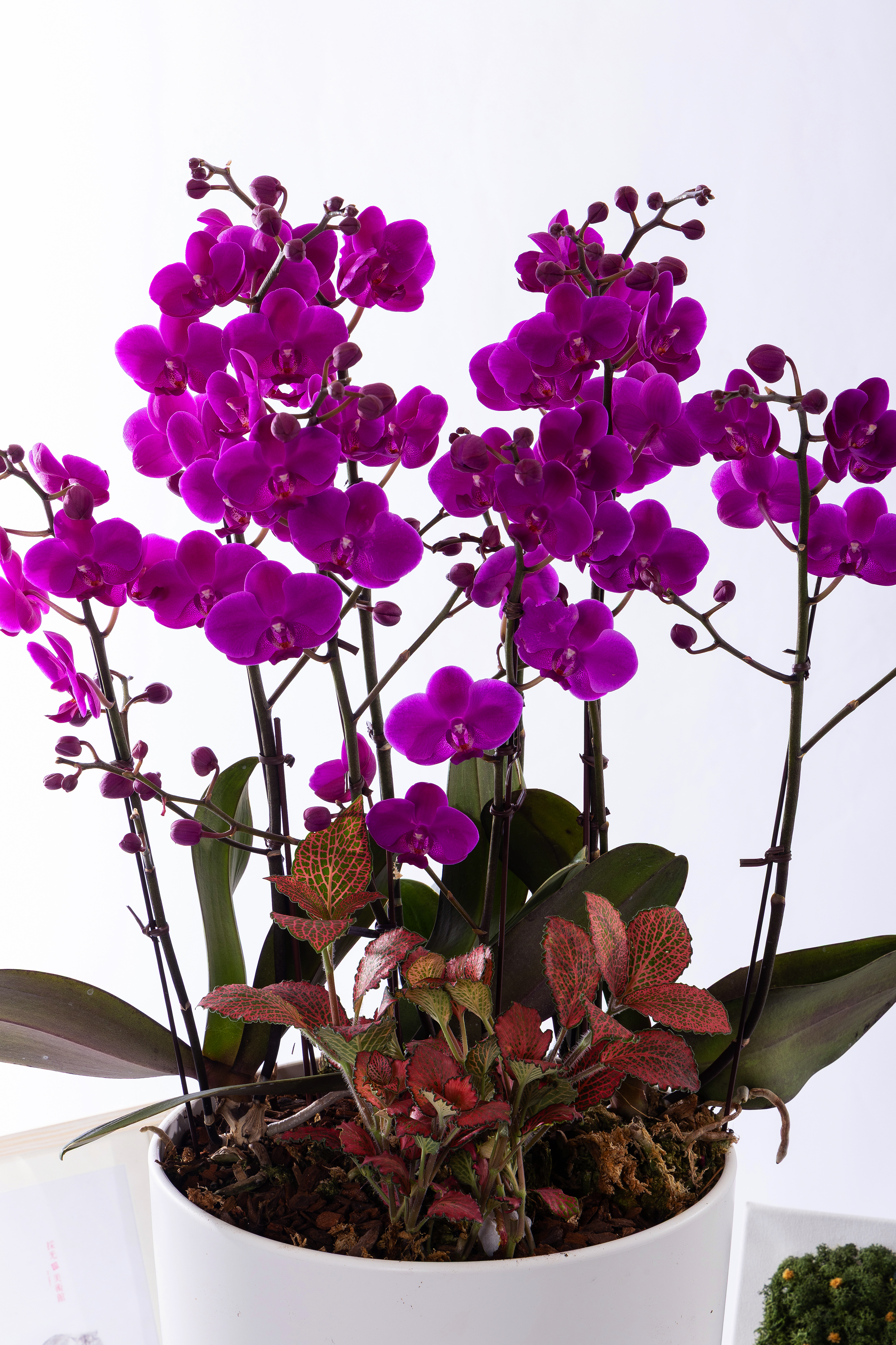 만천홍 그랜드 No.2 (GD_원형)