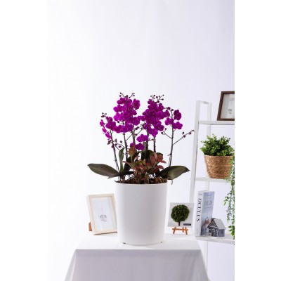 만천홍 그랜드 No.2 (GD_원형)