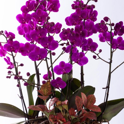 만천홍 그랜드 No.2 (GD_원형)