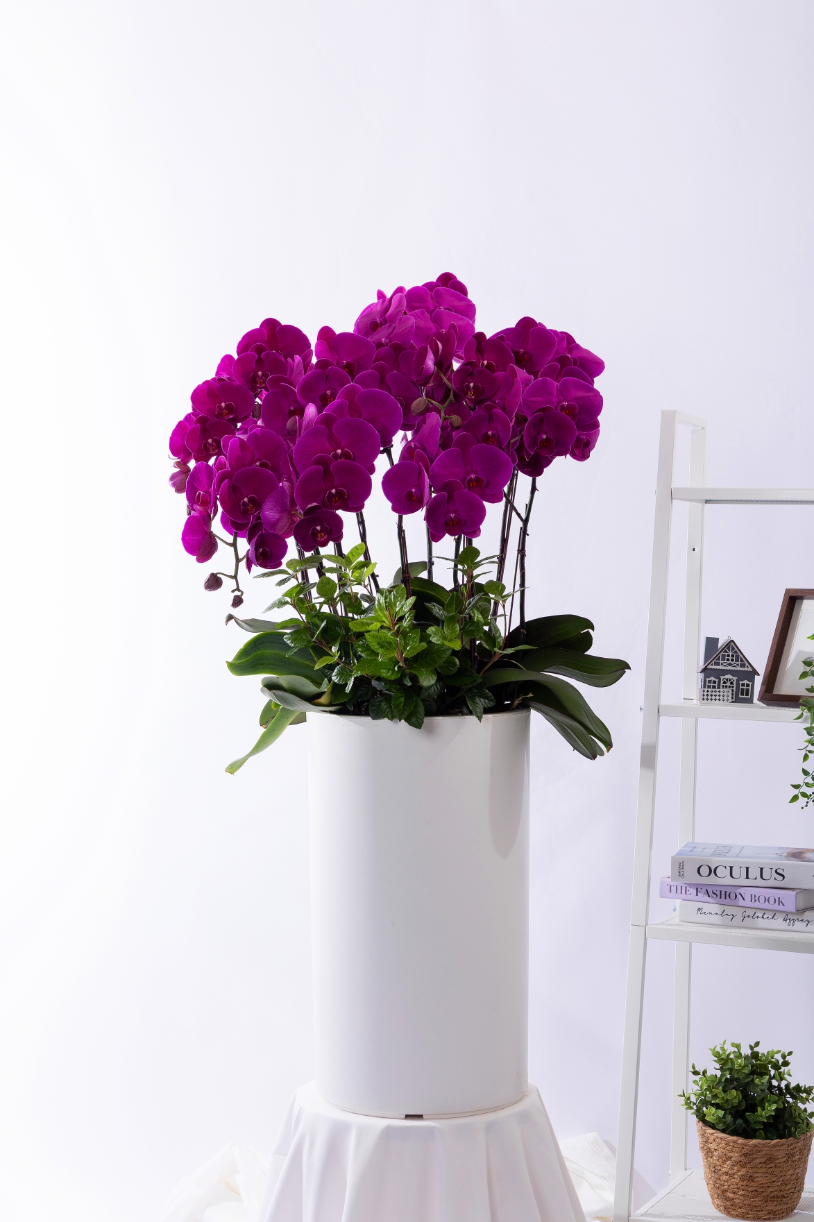 핑크 호접란 스페셜 그랜드 No.4 (SGD_원형)