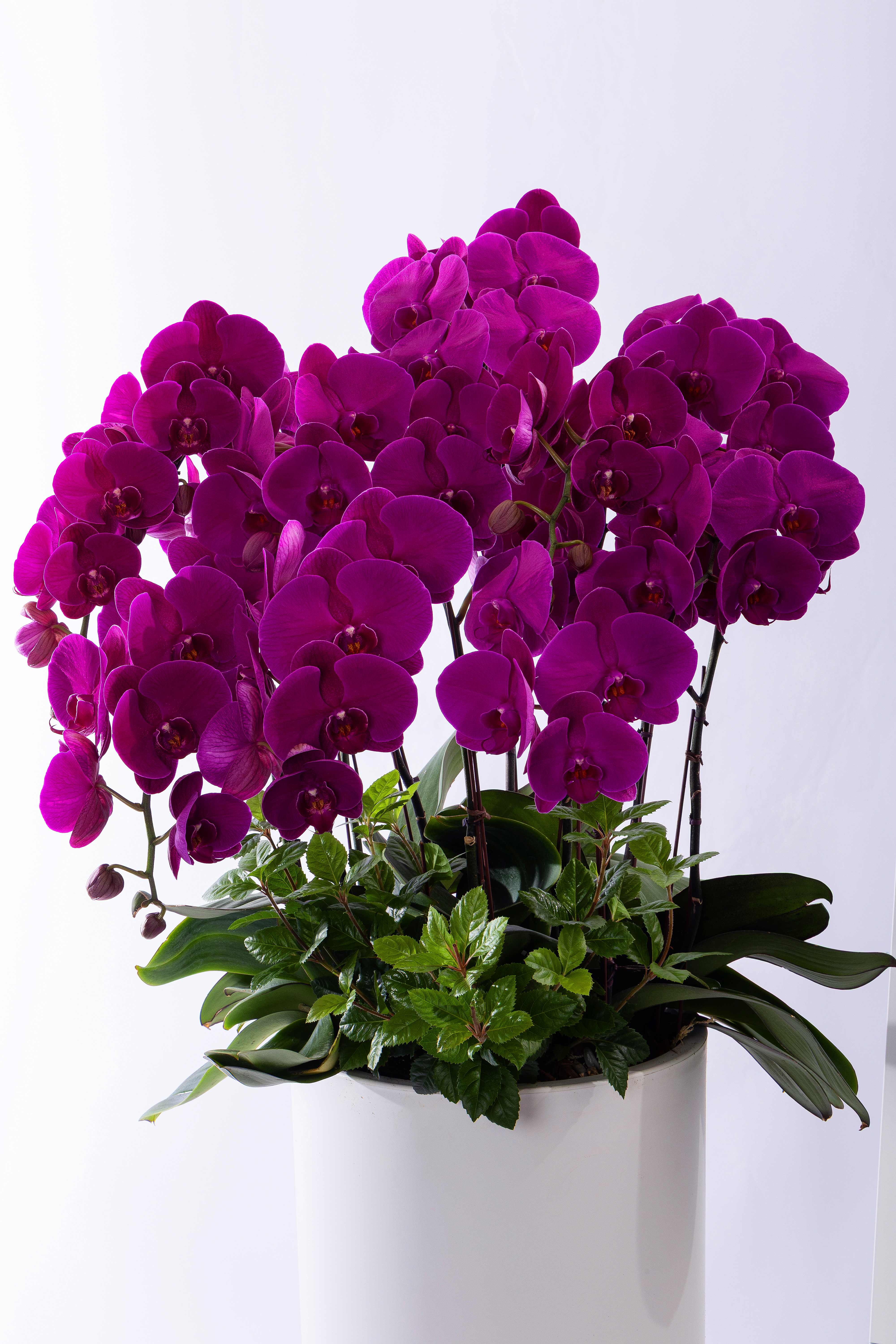 핑크 호접란 스페셜 그랜드 No.4 (SGD_원형)