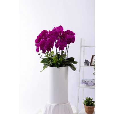 핑크 호접란 스페셜 그랜드 No.4 (SGD_원형)