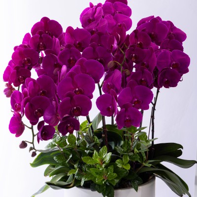 핑크 호접란 스페셜 그랜드 No.4 (SGD_원형)