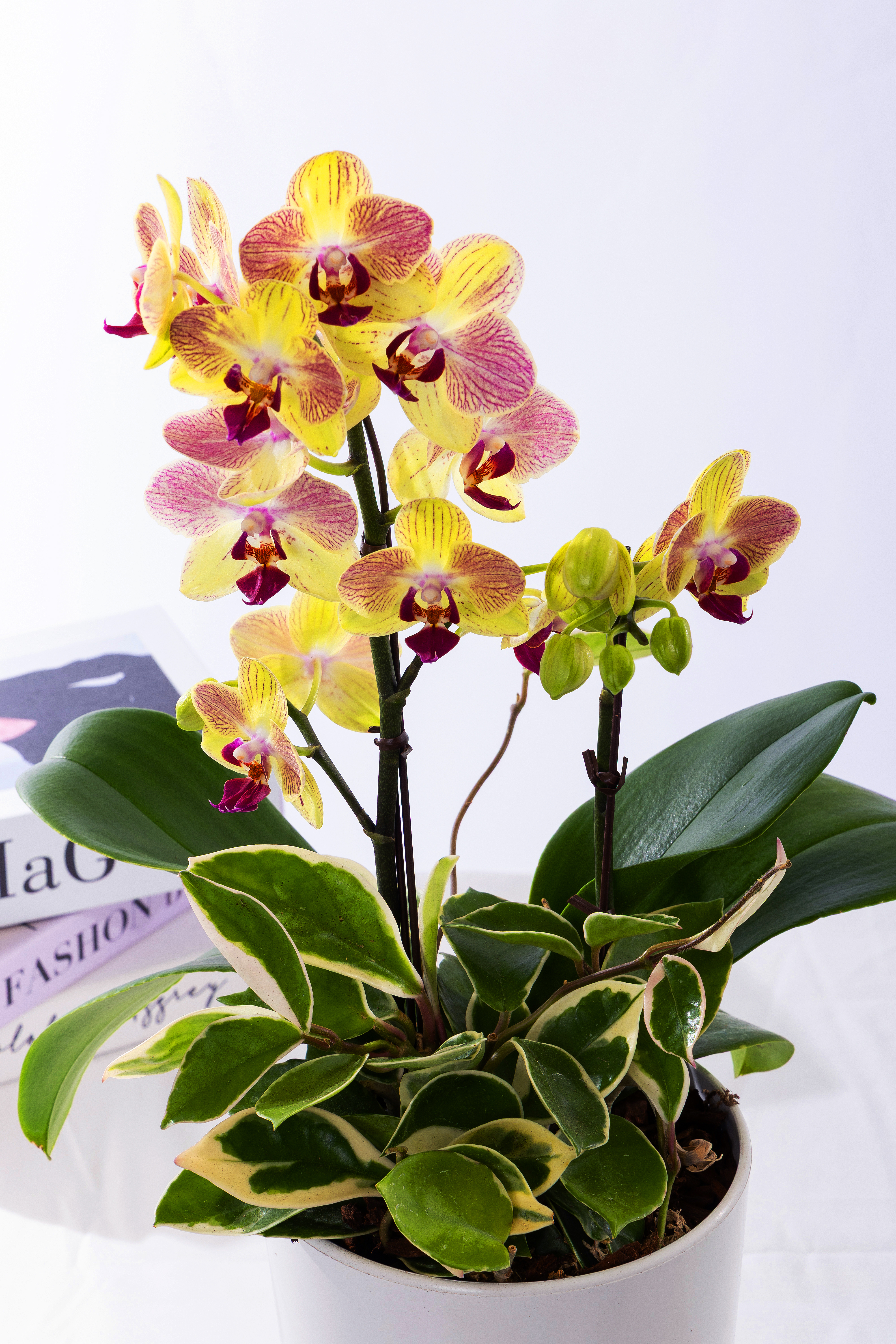 옐로우미니호접 테이블 No.1 (T_원형)