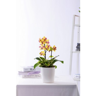 옐로우미니호접 테이블 No.1 (T_원형)