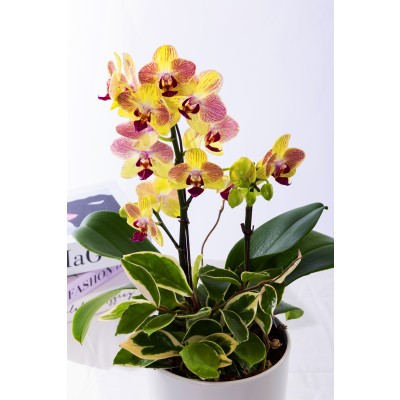 옐로우미니호접 테이블 No.1 (T_원형)