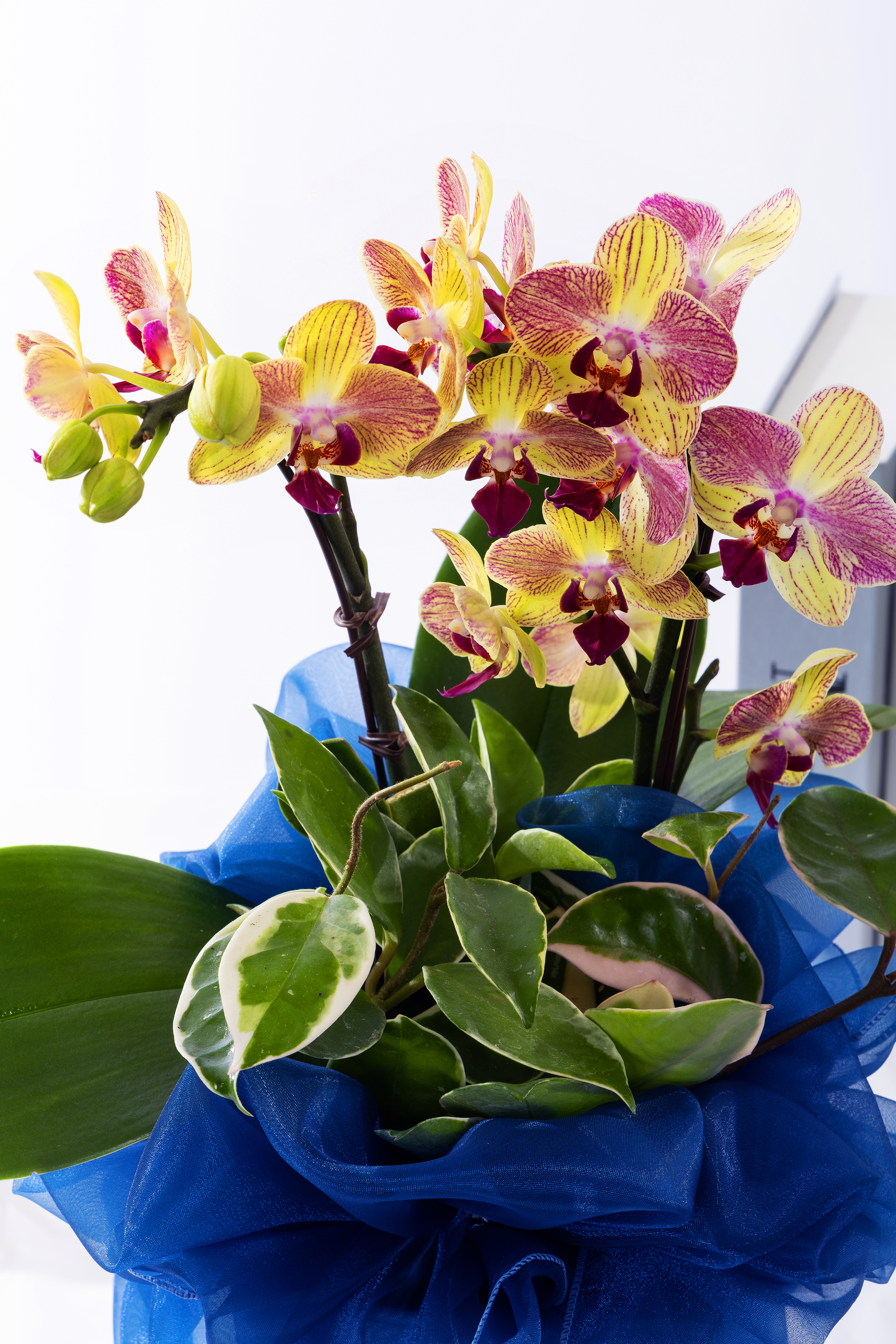 옐로우미니호접 No.2 (T_원형)