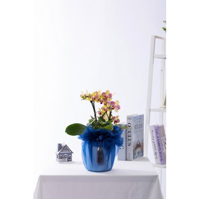 옐로우미니호접 No.2 (T_원형)