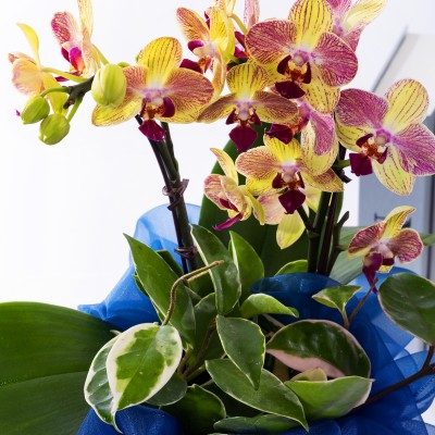 옐로우미니호접 No.2 (T_원형)