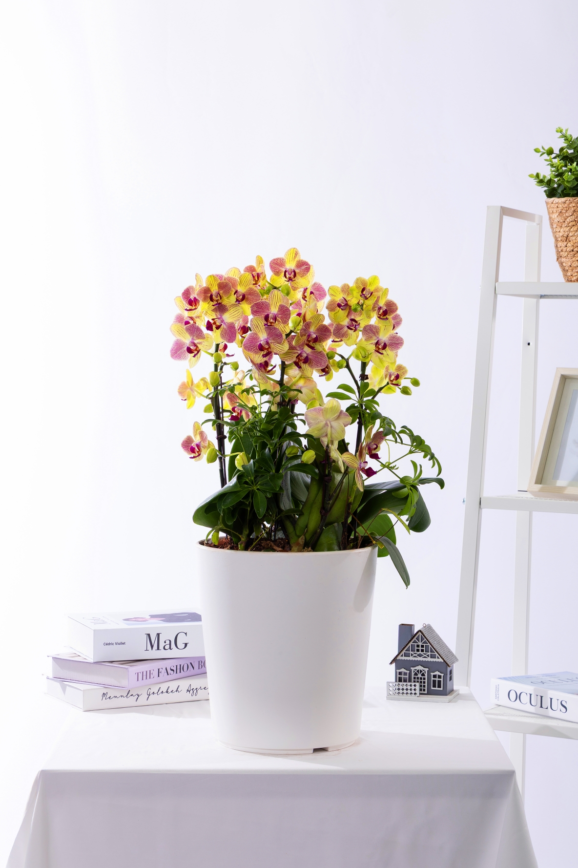 옐로우미니호접 스탠다드 No.1 (SD_원형)