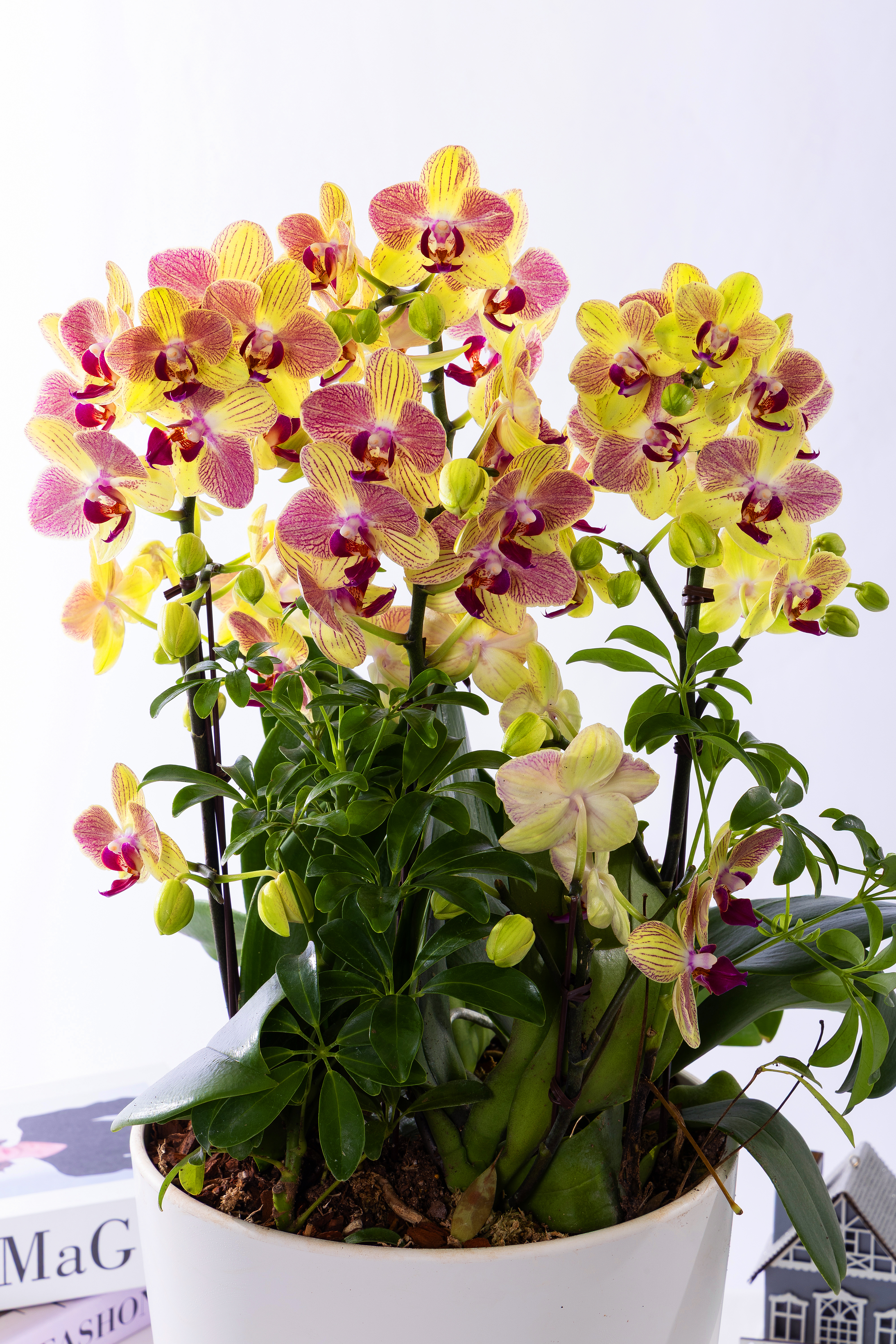 옐로우미니호접 스탠다드 No.1 (SD_원형)