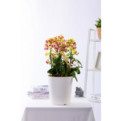 옐로우미니호접 스탠다드 No.1 (SD_원형)