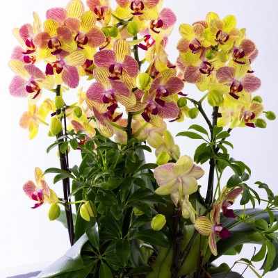 옐로우미니호접 스탠다드 No.1 (SD_원형)