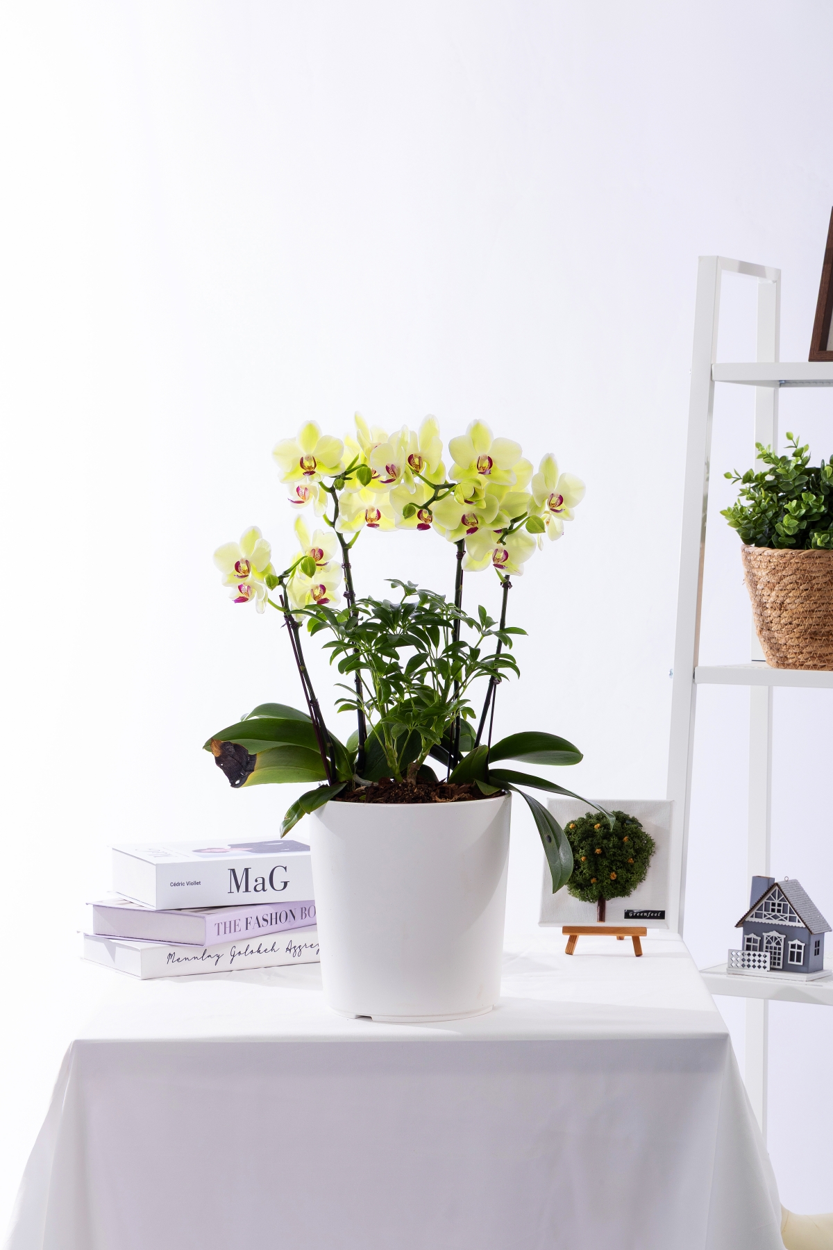 옐로우미니호접 스탠다드 No.2 (SD_원형)