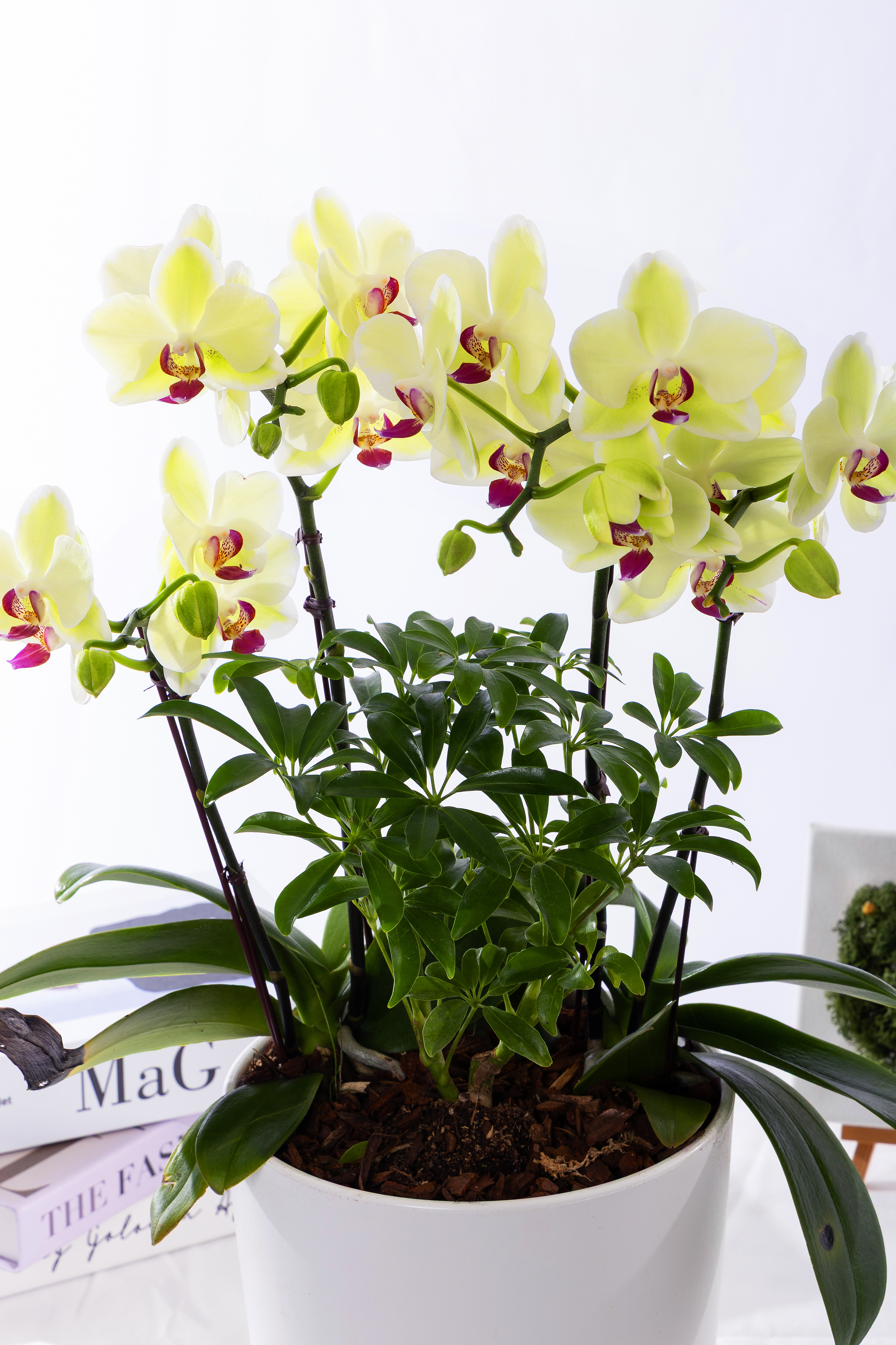 옐로우미니호접 스탠다드 No.2 (SD_원형)