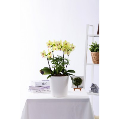 옐로우미니호접 스탠다드 No.2 (SD_원형)