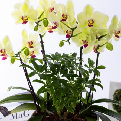 옐로우미니호접 스탠다드 No.2 (SD_원형)