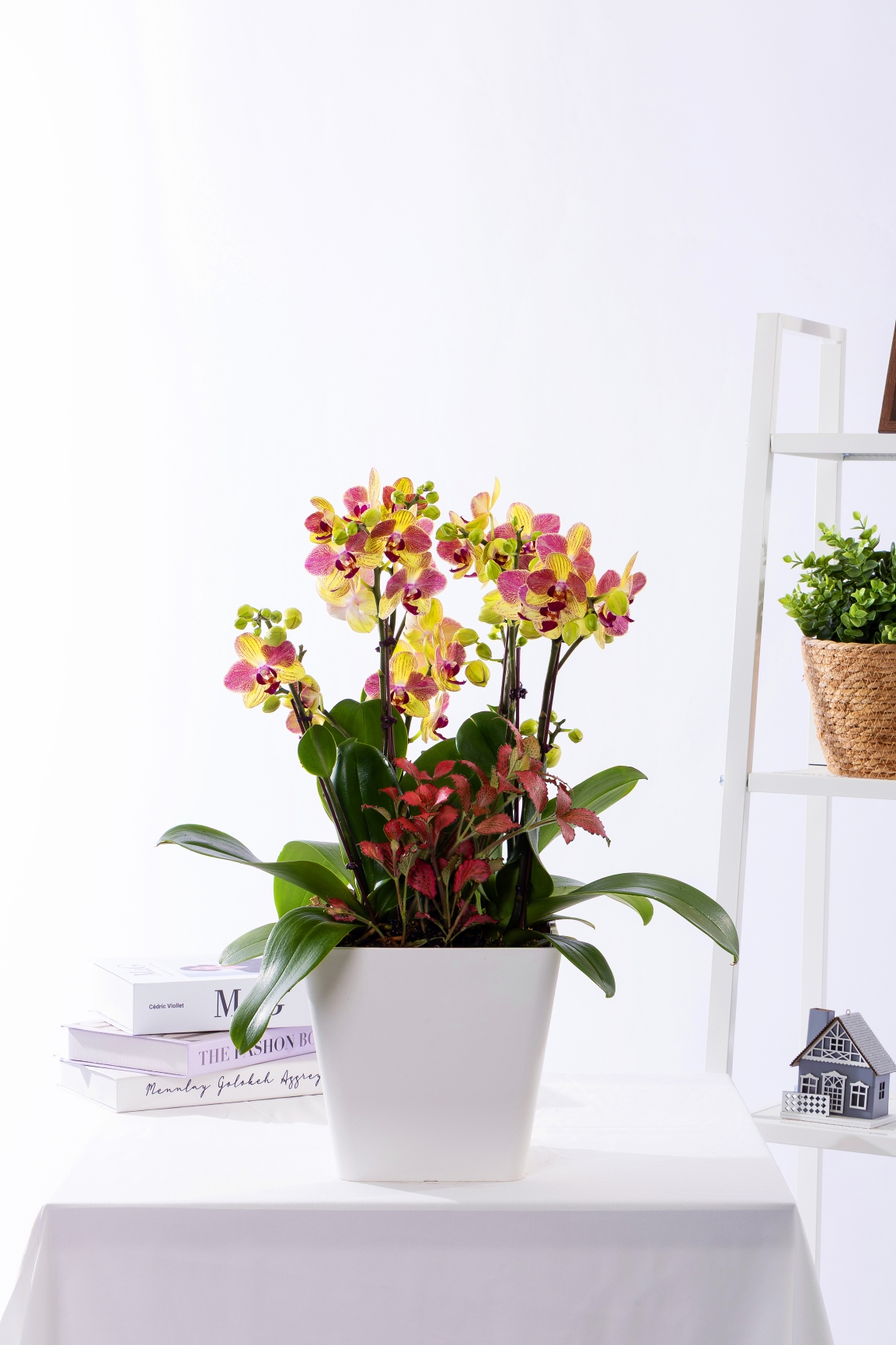 옐로우미니호접 그랜드 No.1 (GD_사각)