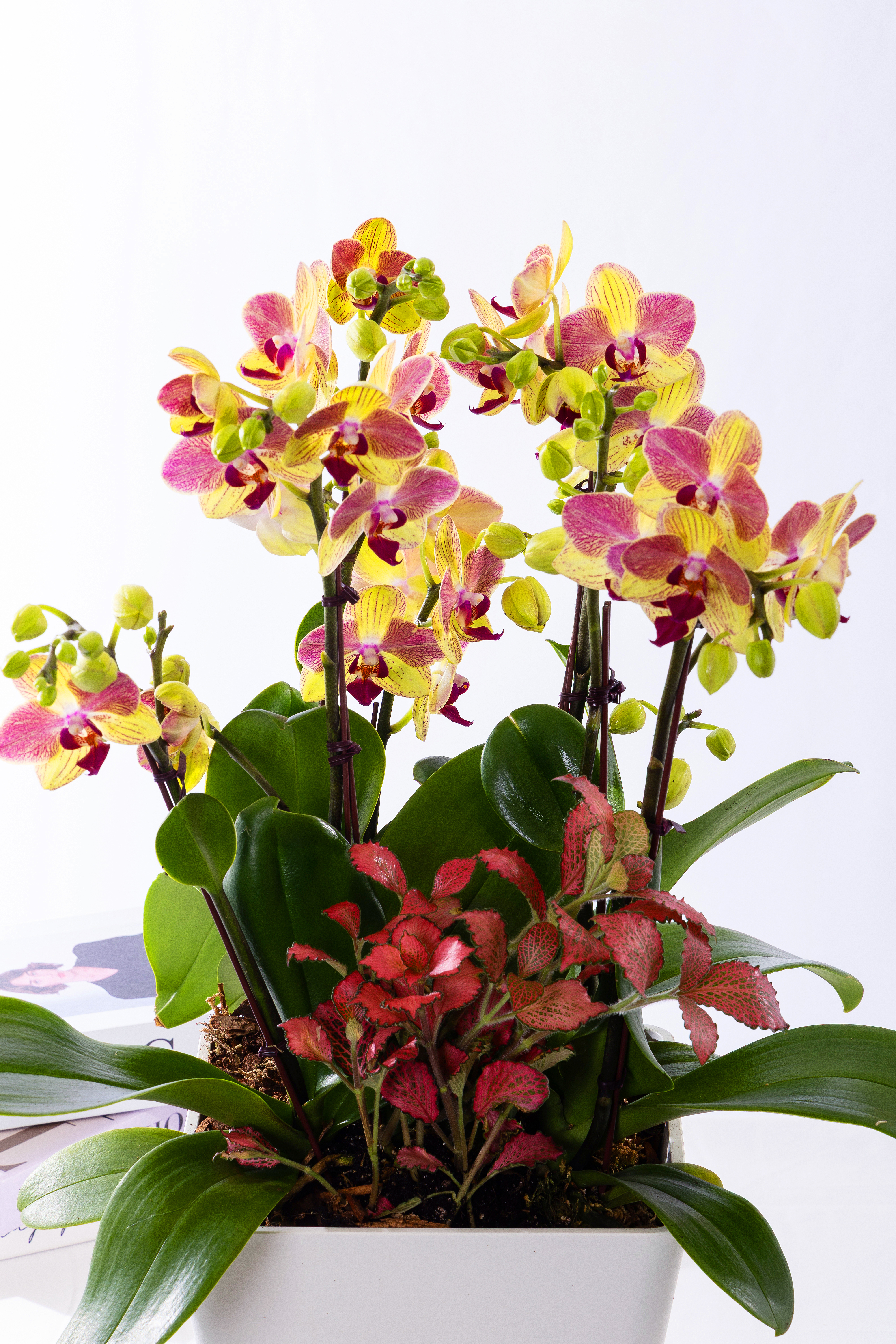 옐로우미니호접 그랜드 No.1 (GD_사각)