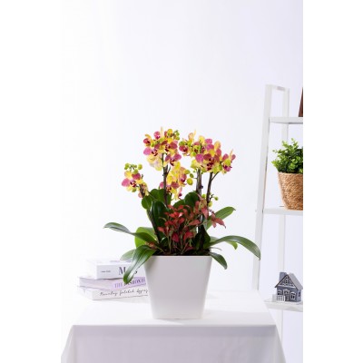 옐로우미니호접 그랜드 No.1 (GD_사각)