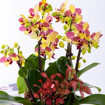 옐로우미니호접 그랜드 No.1 (GD_사각)