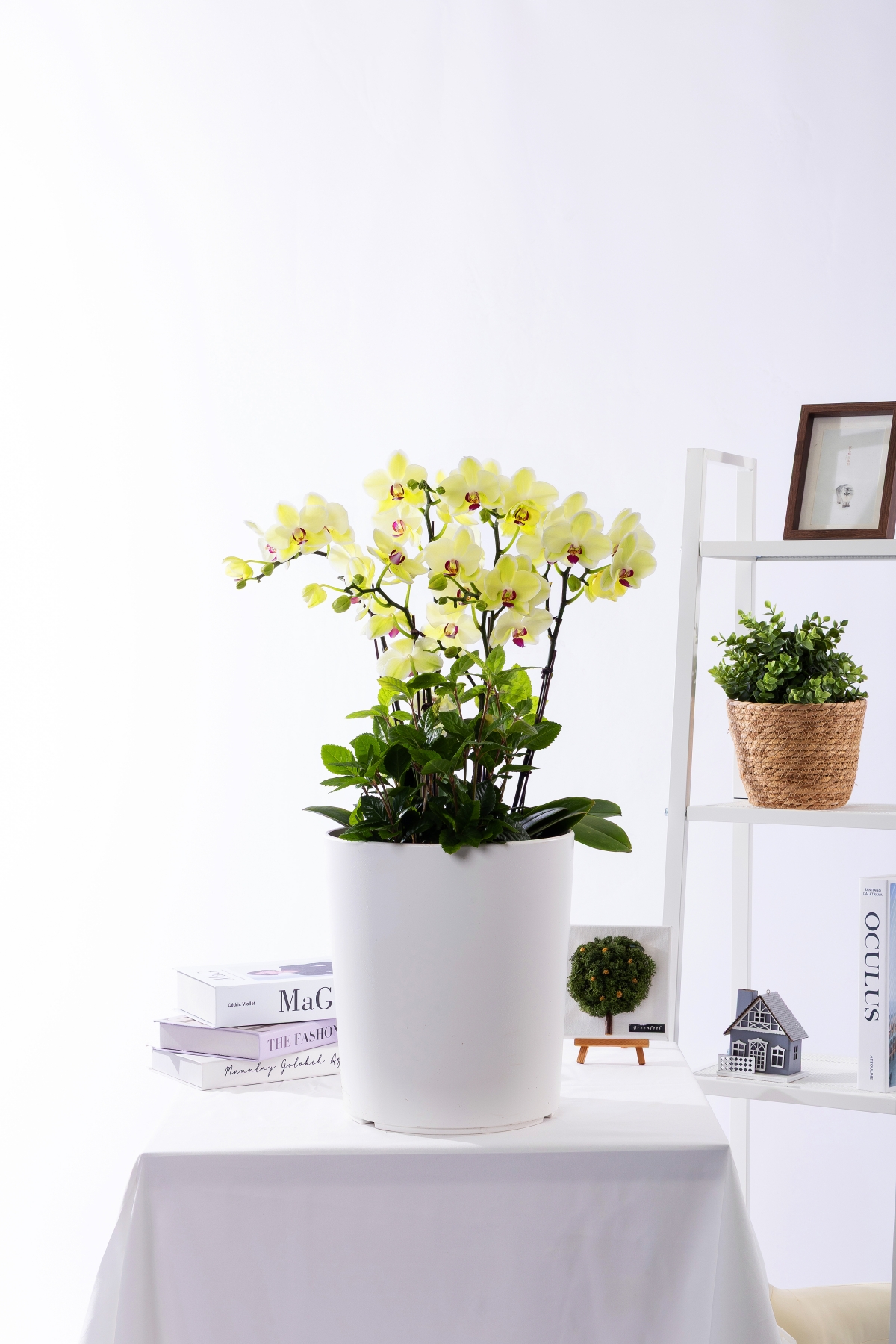 옐로우미니호접 그랜드 No.2 (SD_원형)