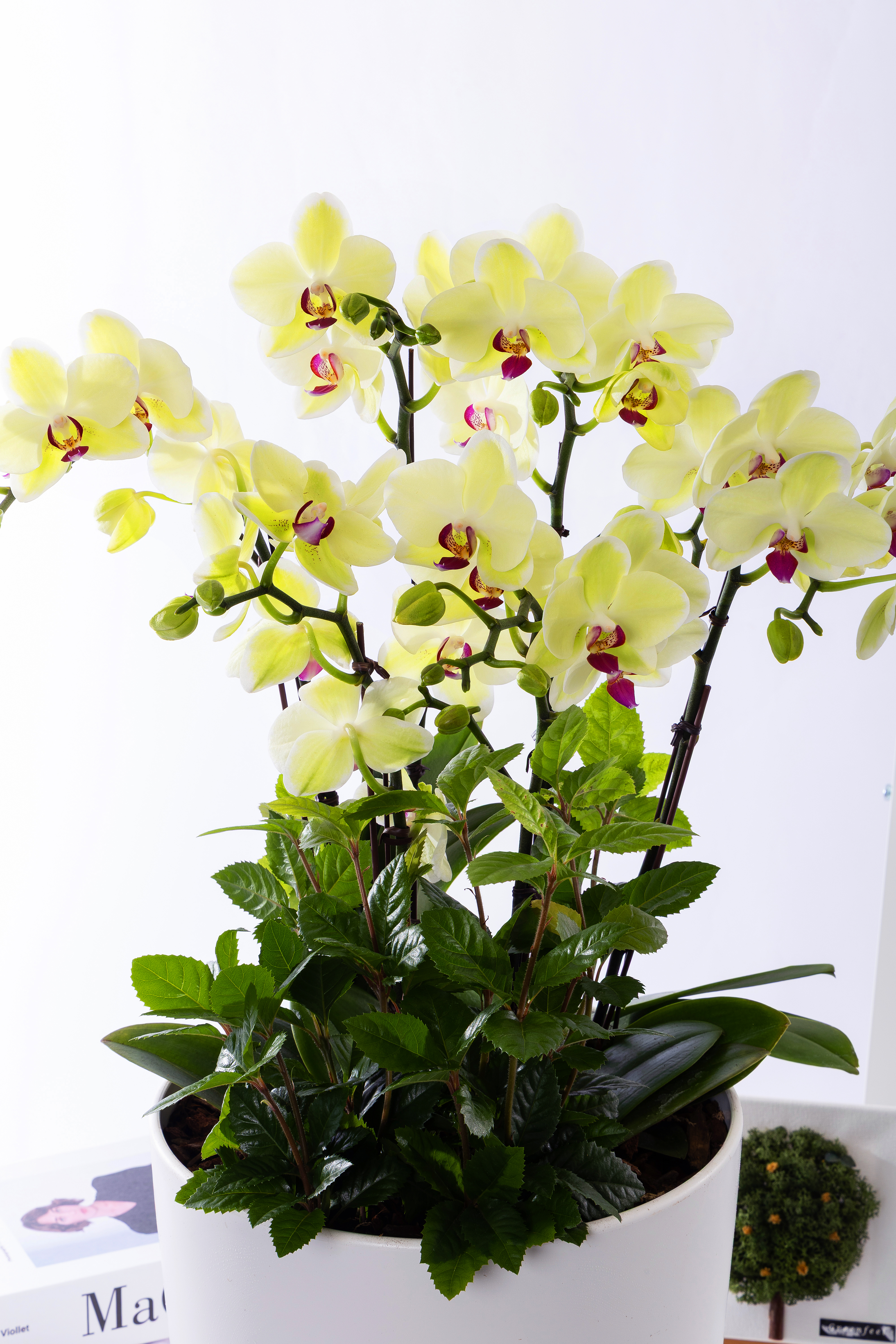 옐로우미니호접 그랜드 No.2 (SD_원형)